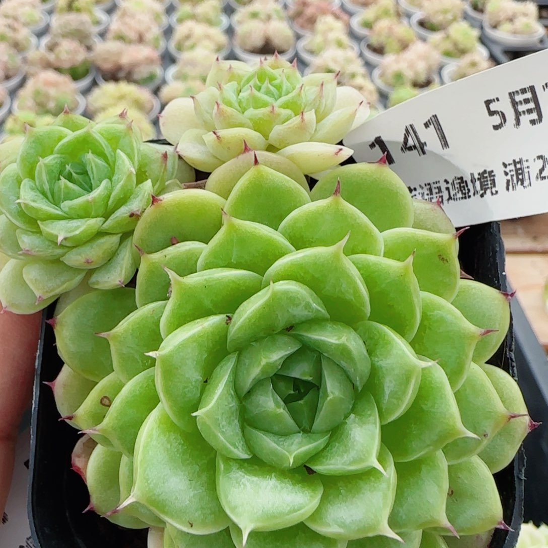 花语逸镜0525-141