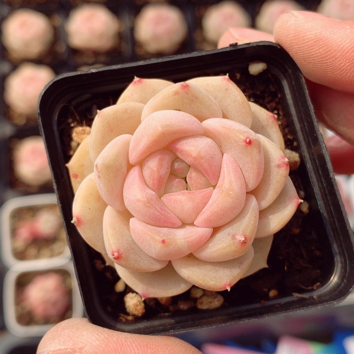 良辰5cm多肉植物