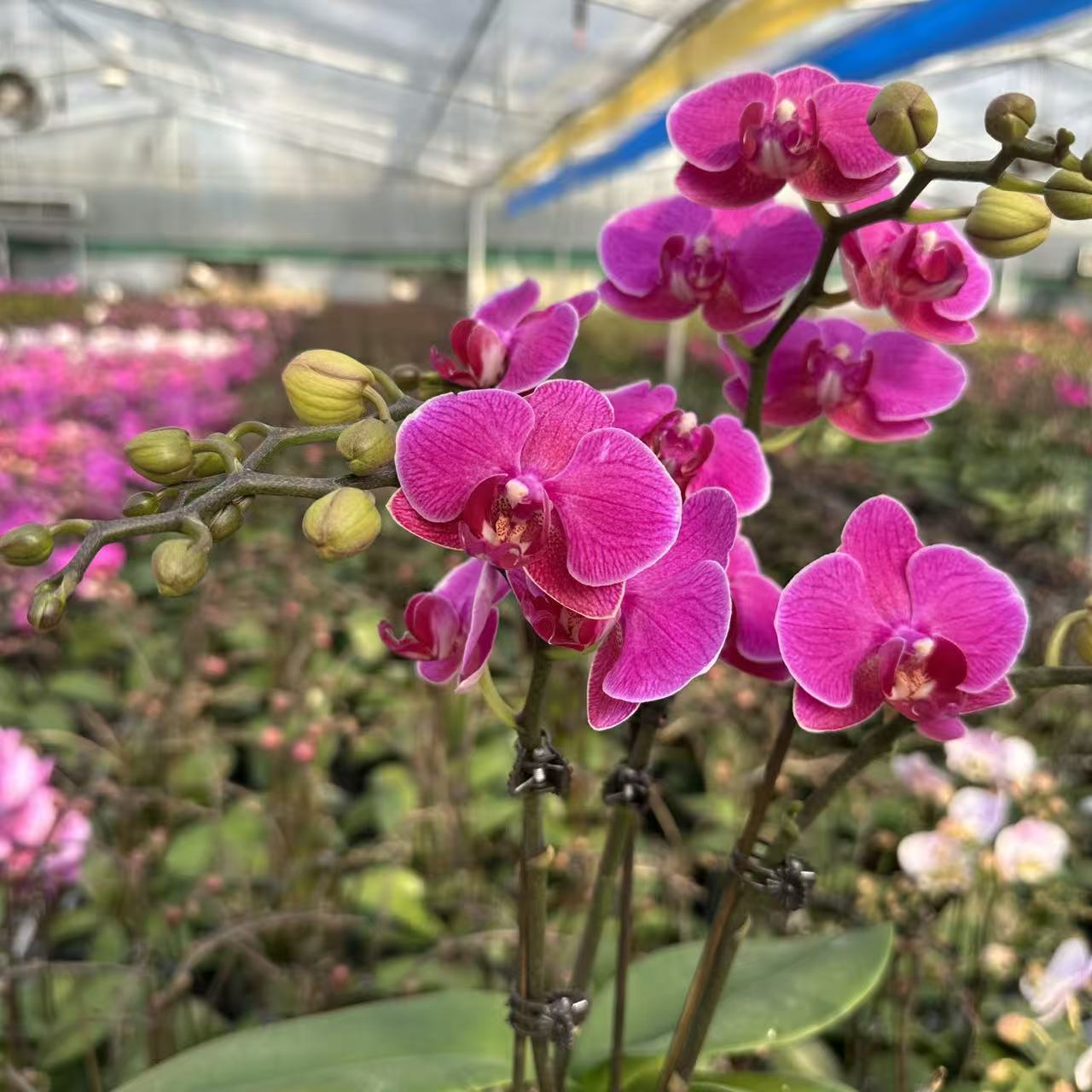 【梦叶罗丽】花盆喜事乔迁送礼有档次懒人小白蝴蝶兰【澧兰汀专属】