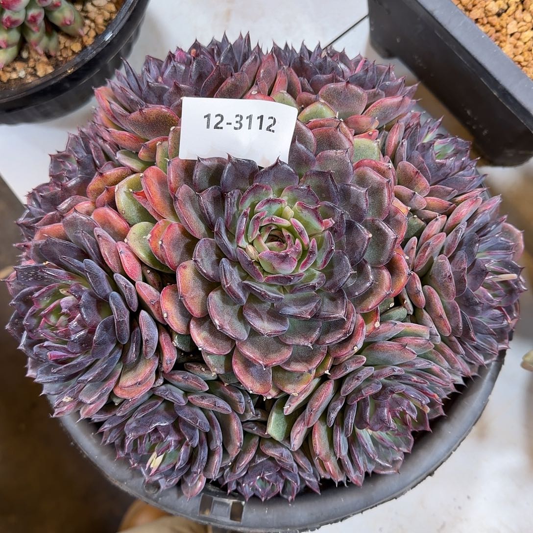 3112蓝色妖姬多肉植物
