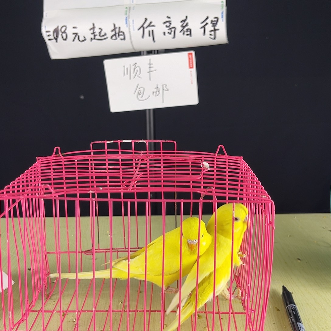 玫****虎皮鹦鹉红眼两只，，