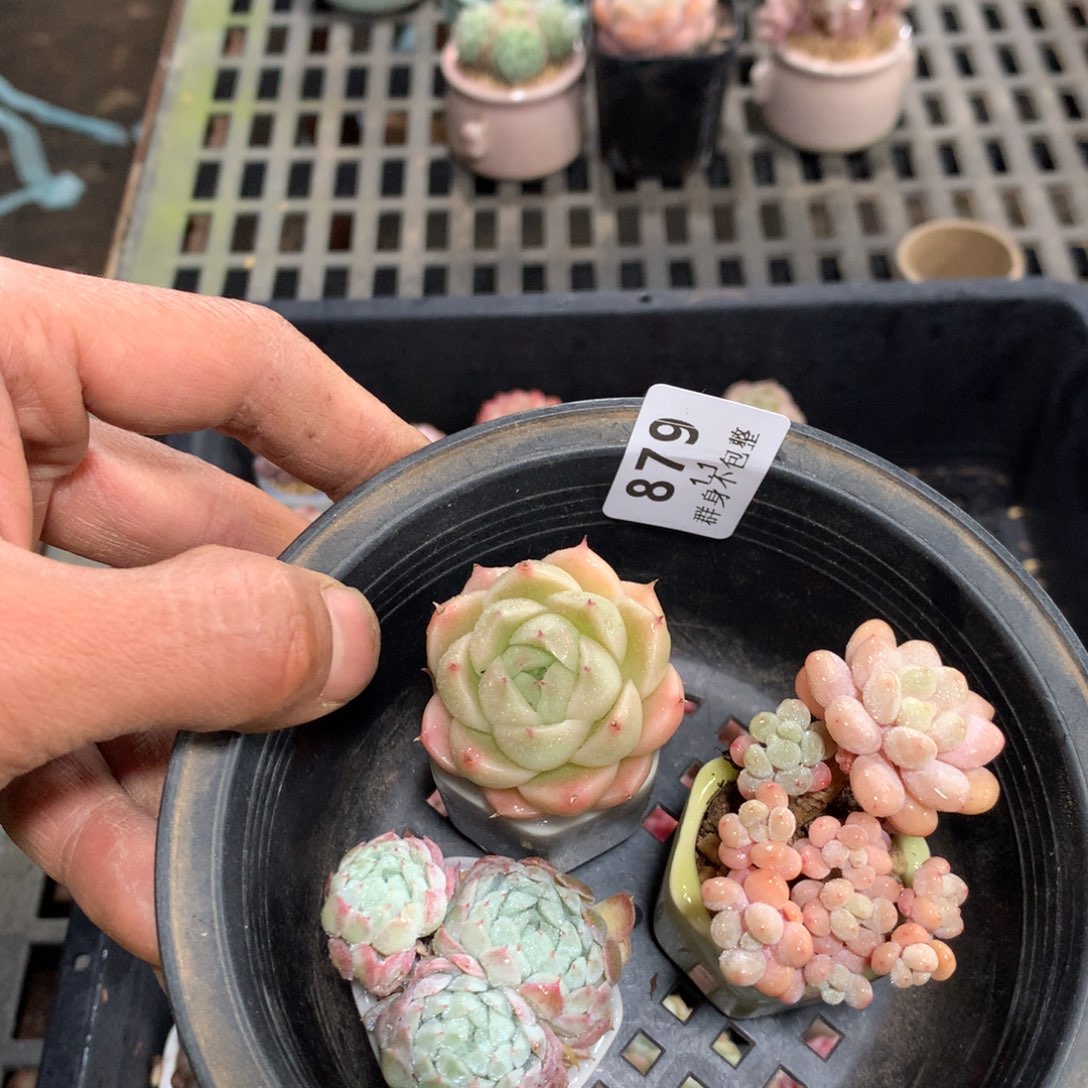 精控拇指盆1.1879