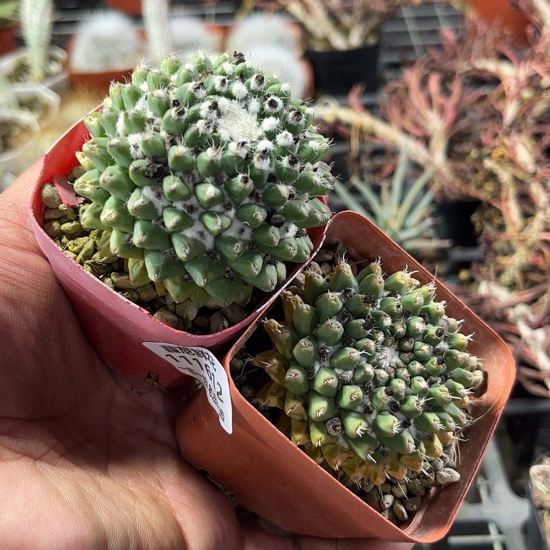 111612一物一拍单头发