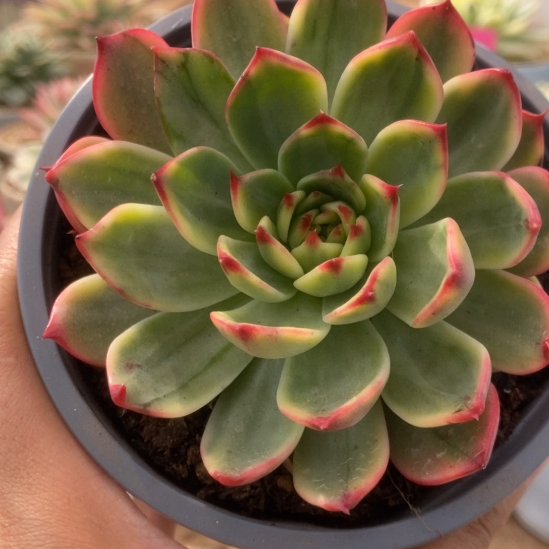 168桃花锦锦锦锦锦锦锦锦