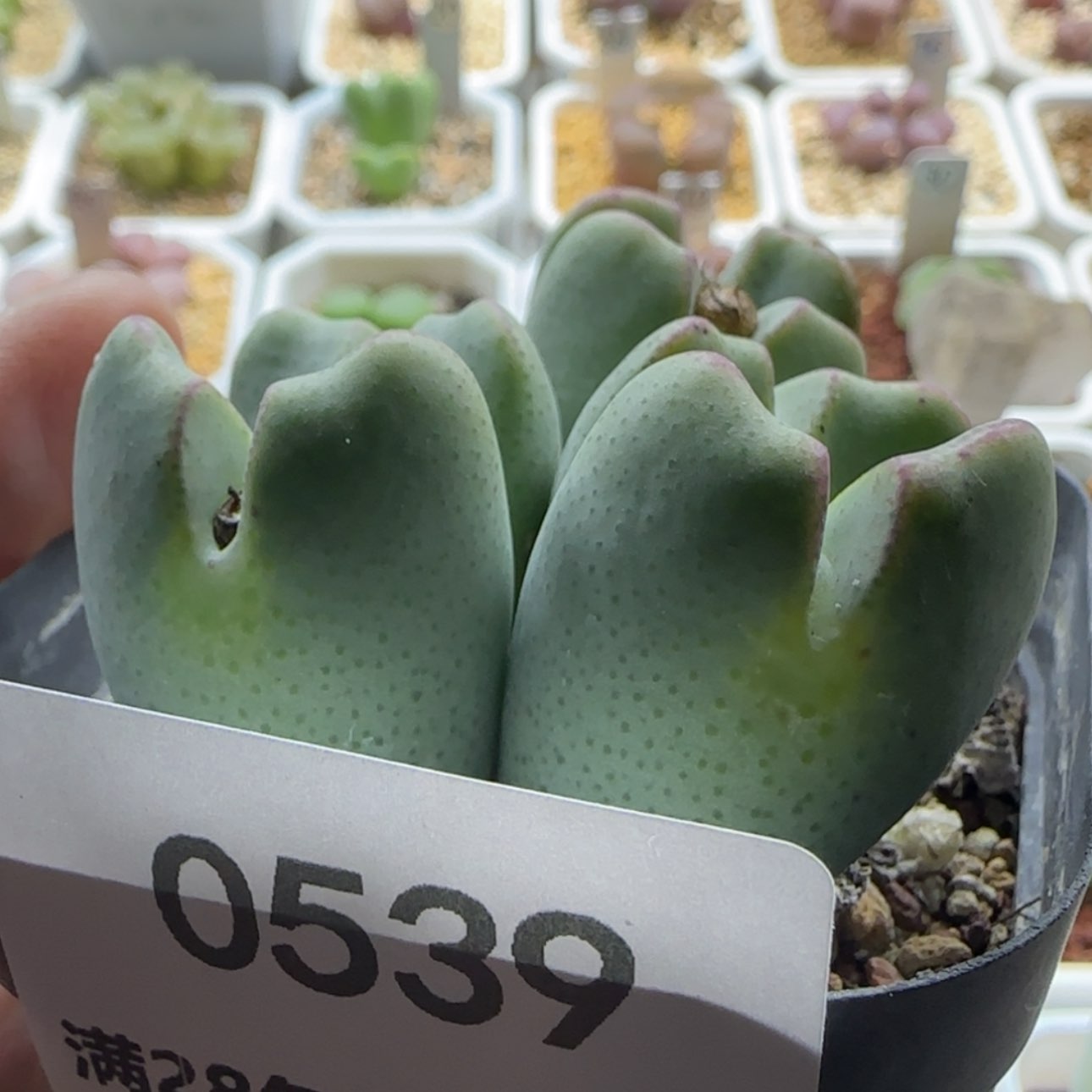 【闪购商品】8****20539  