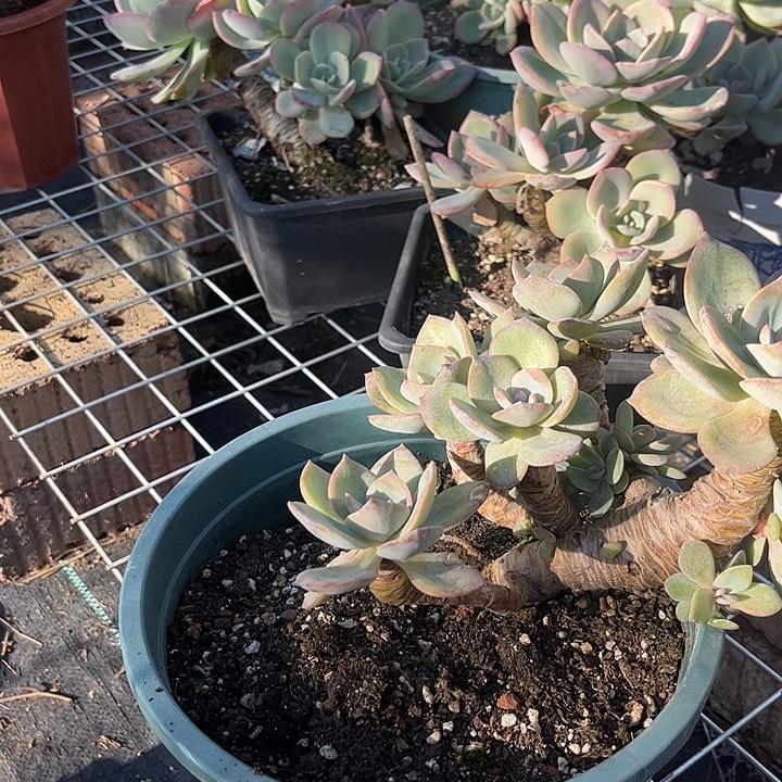 用***1073不售后白凤脱土发货不退换