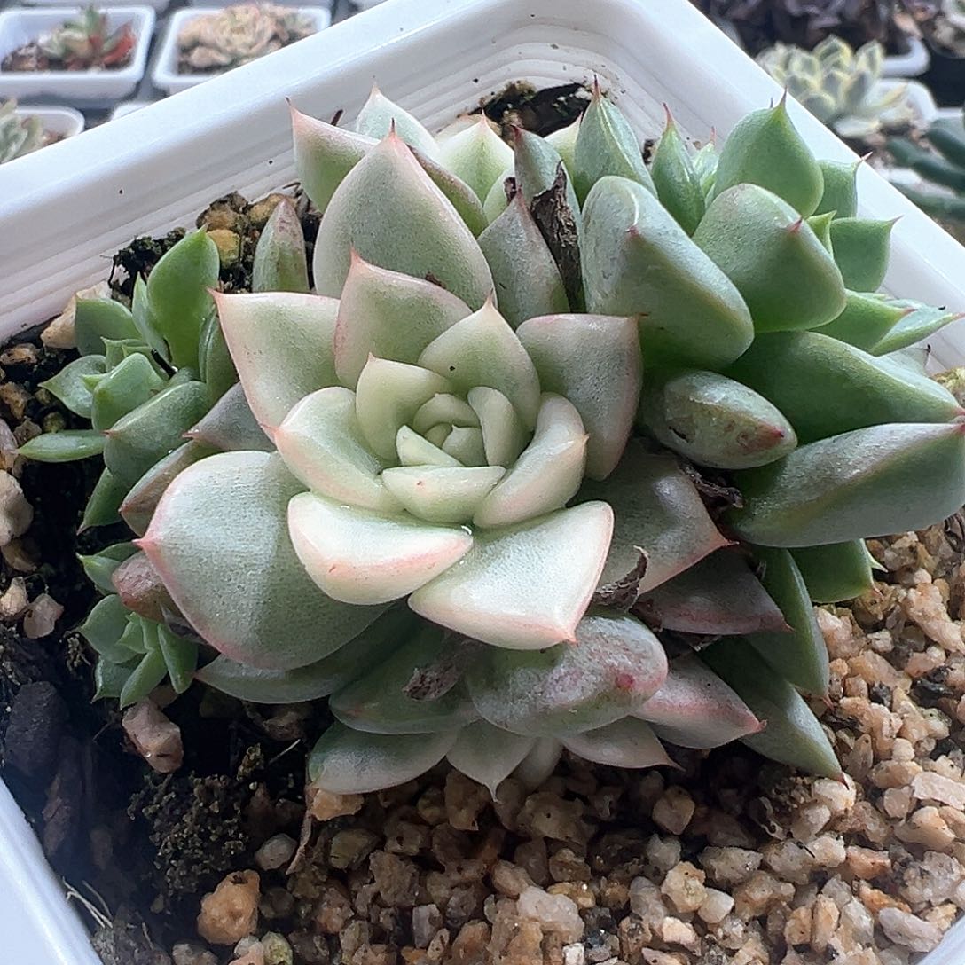 绿爪锦群 小方花圃一物一拍