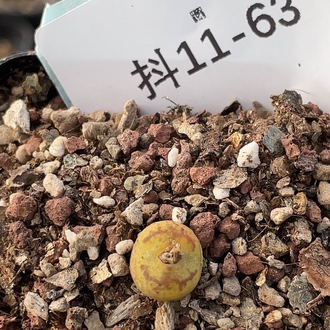 11-63小毛杂多肉植物