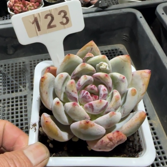 123 一物一拍多肉