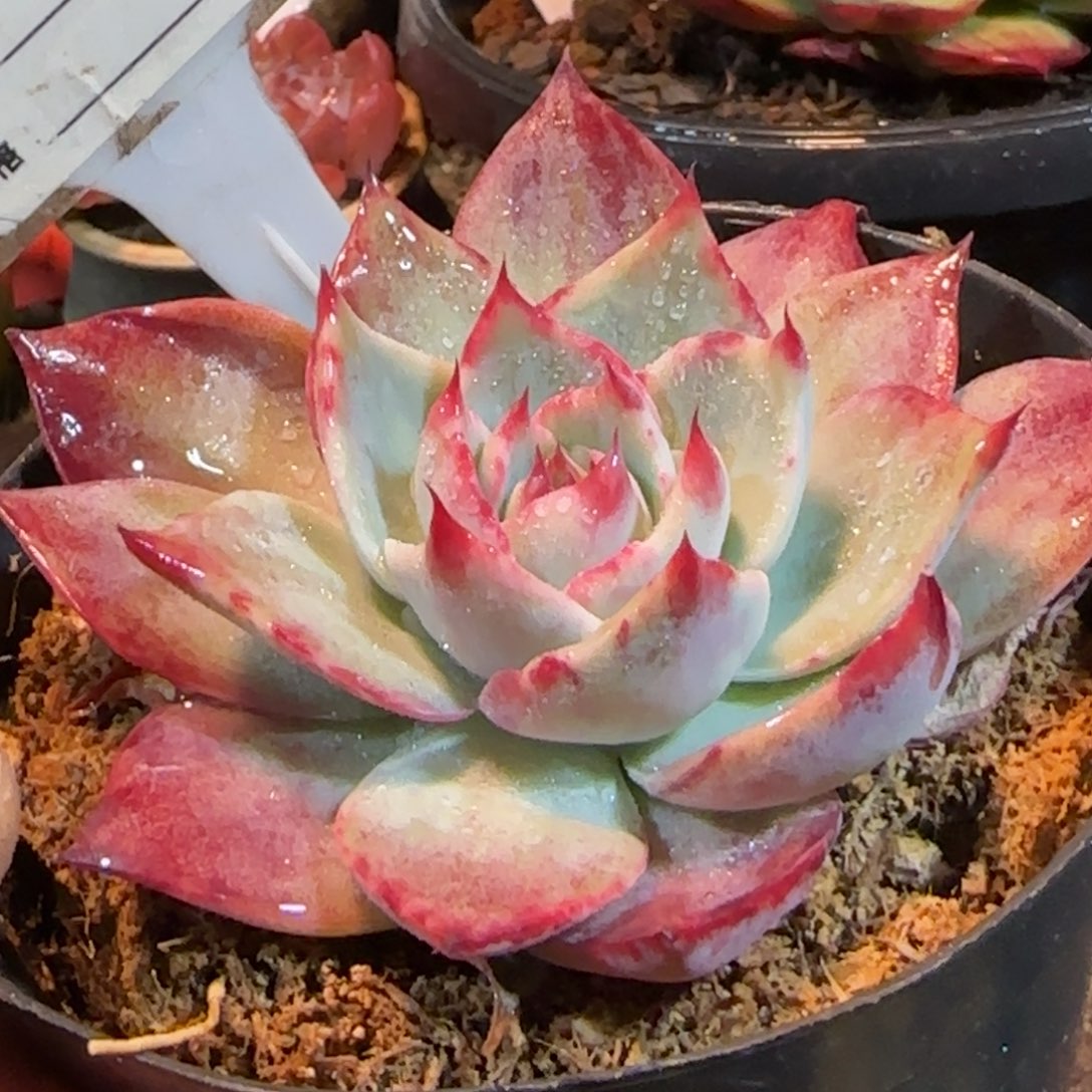 惊鸿一物一拍包装收缩花旱917