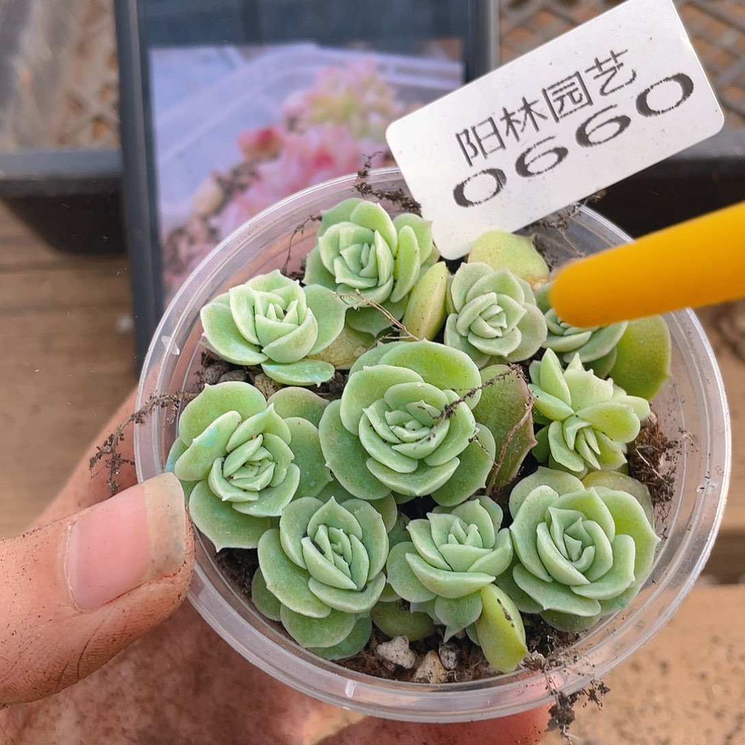 多肉植物多肉植物660