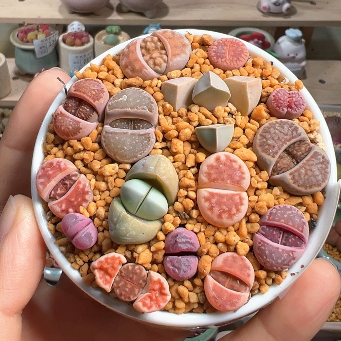 多肉植物239号生石花