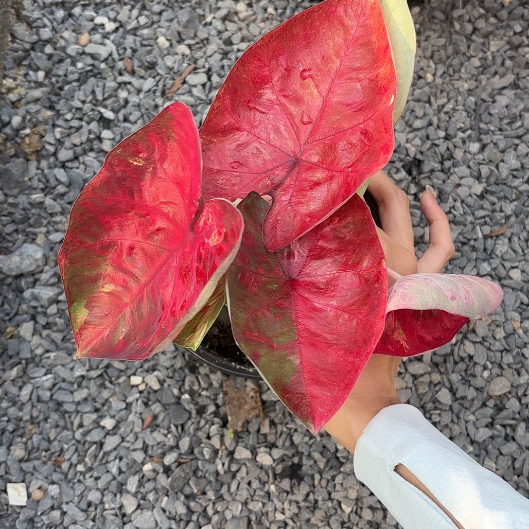 泰国彩叶芋 732-0204