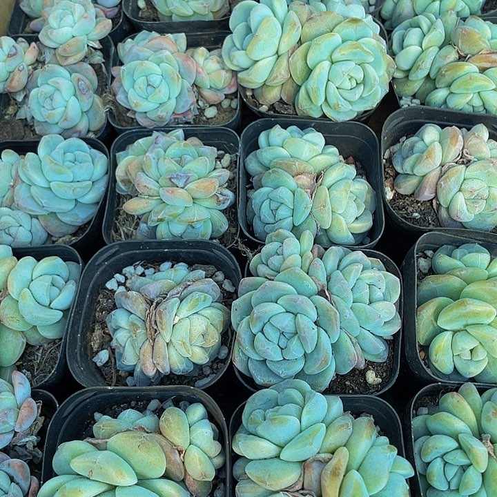 三头老冰玉6.5方带盆