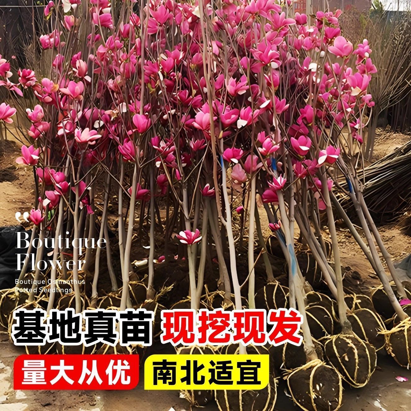 玉兰花树苗白紫玉兰盆栽别墅庭院绿化开花卉耐寒植物室外四季花卉