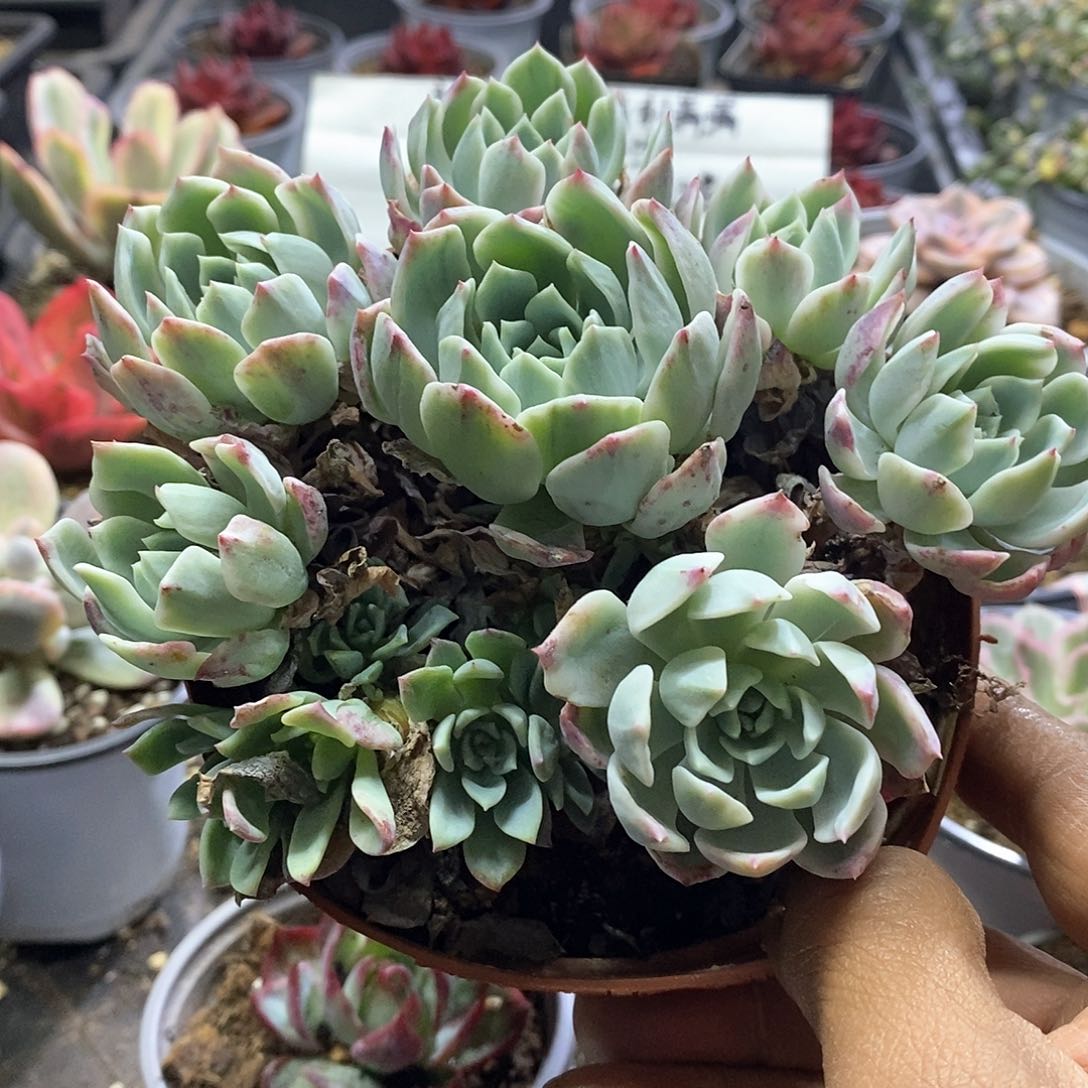 1571安吉丽娜锦手捧多肉植物