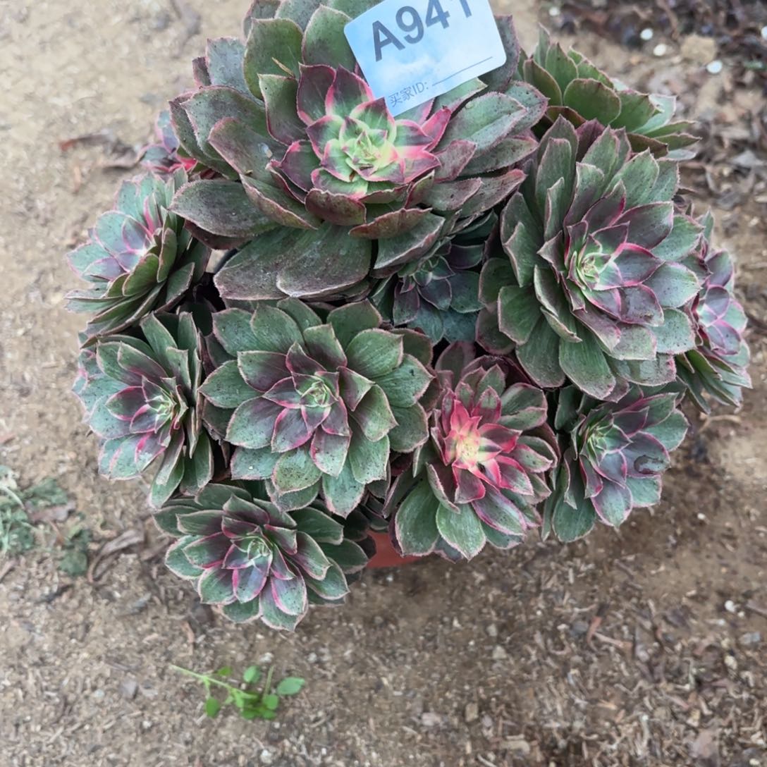 莲花座断枝不包941