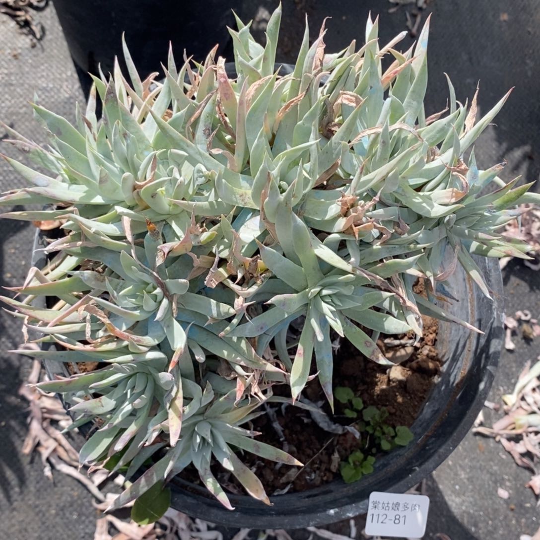 81号流丹瑕疵瑕疵