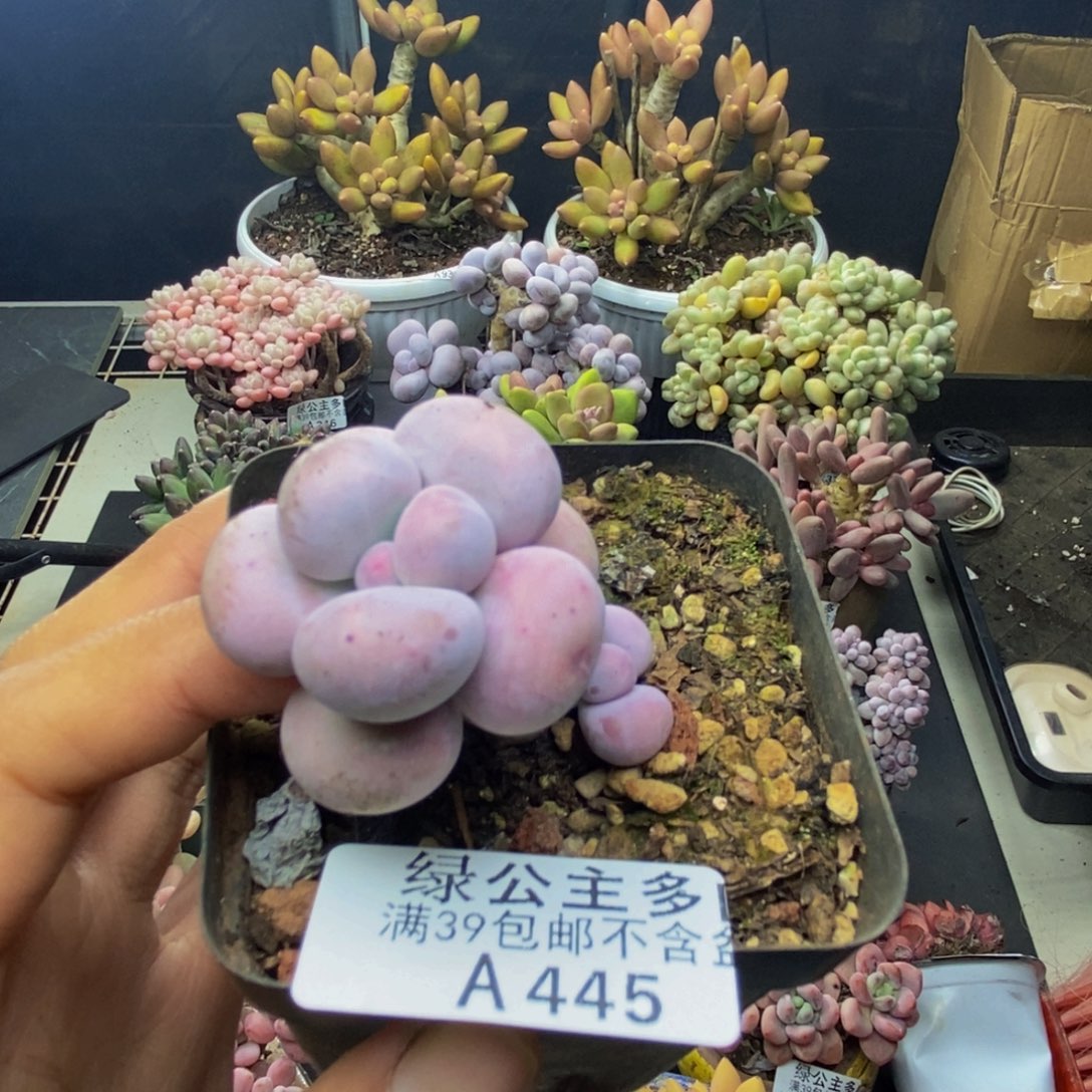 445芭比奶多肉4c m
