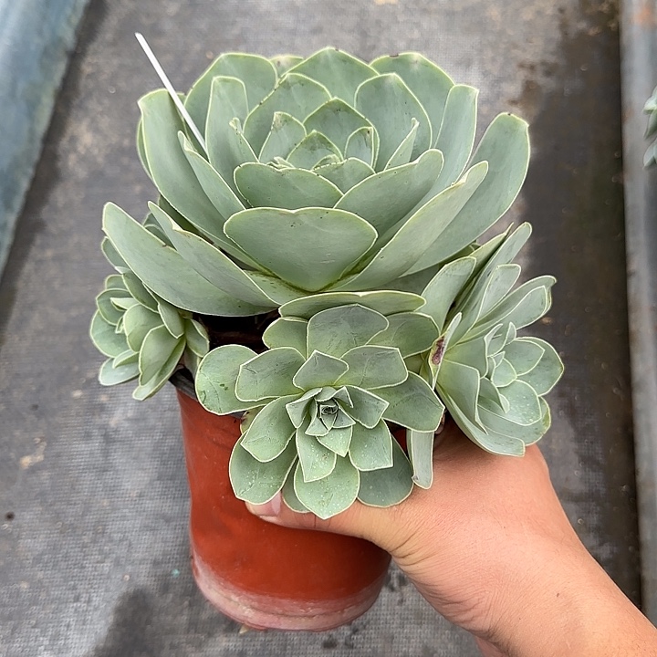 山地玫瑰一物一拍，脱土发，1号，不包断侧芽