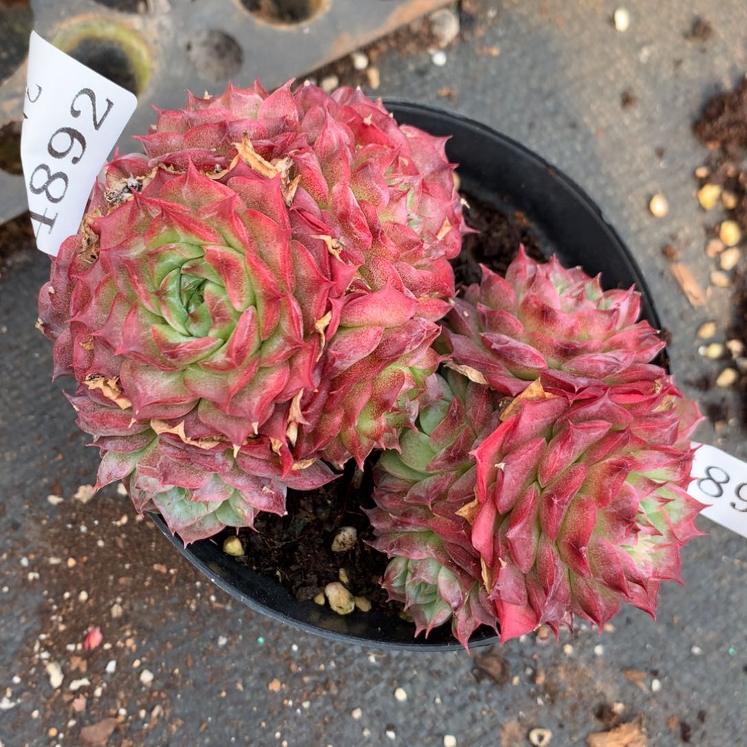 4892-4891两颗8/7厘米