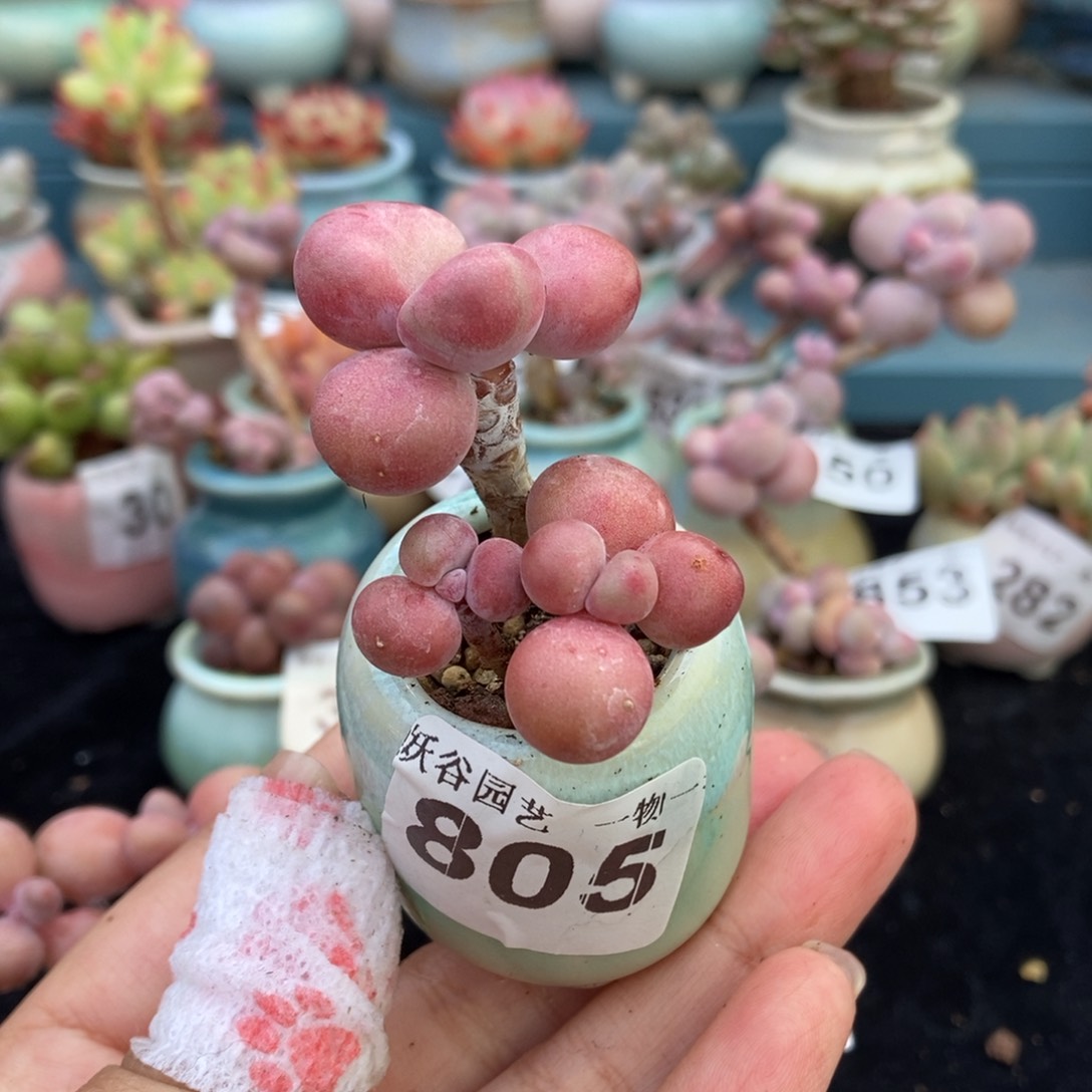 805糖果腰子蛋带盆土