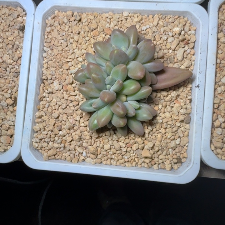 戴蒙德 群生 一物一拍