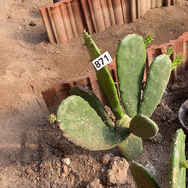 坚***情多头胭脂掌871包邮