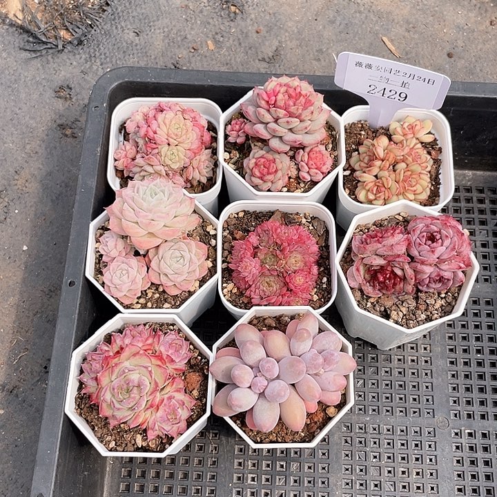 薇薇安园艺多肉2429