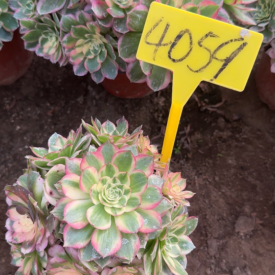 ****Z4059---多头多肉植物