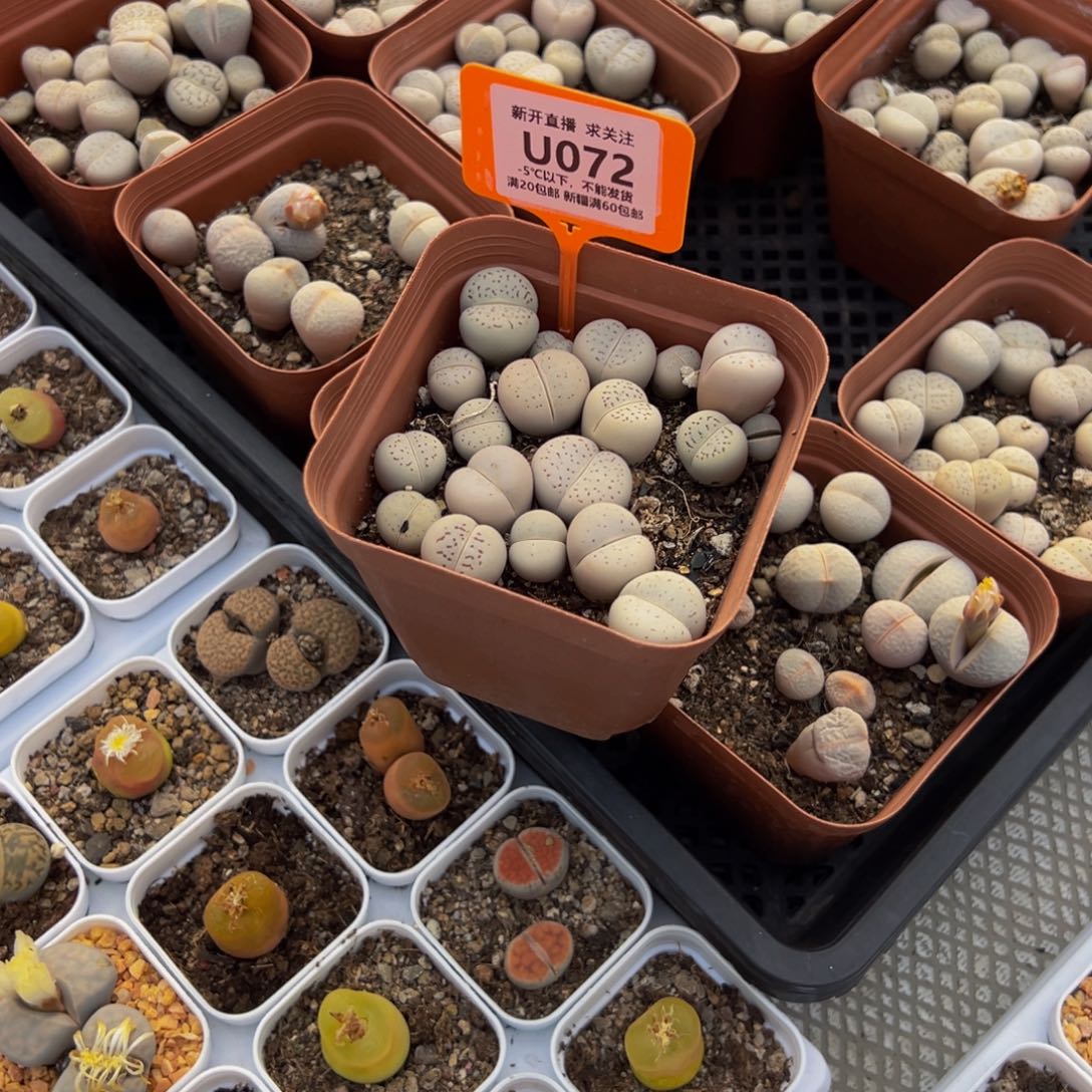 072 一物一拍，默认有伤，介意勿拍，不退不换