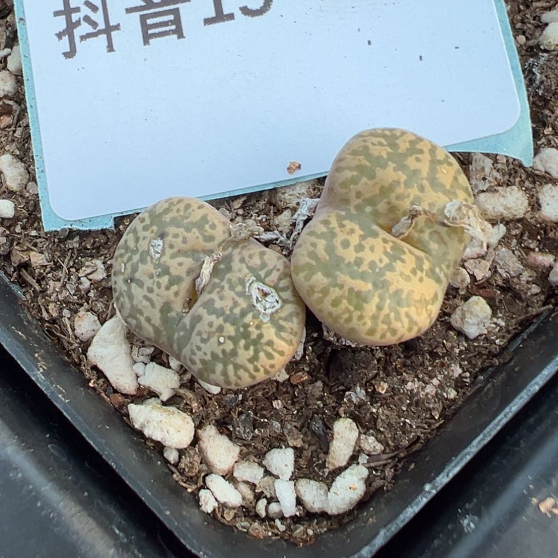 15-153勋章多肉植物