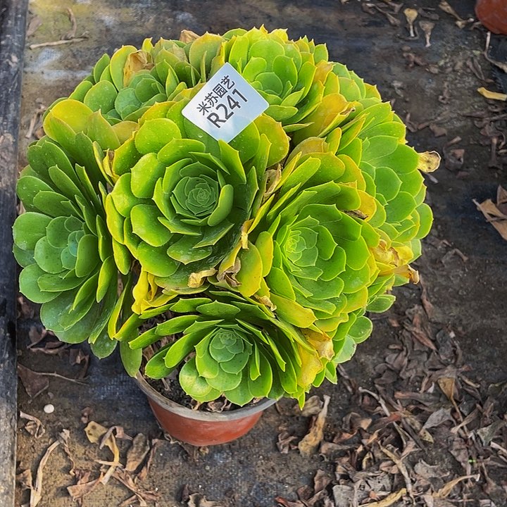 241多肉植物的生长