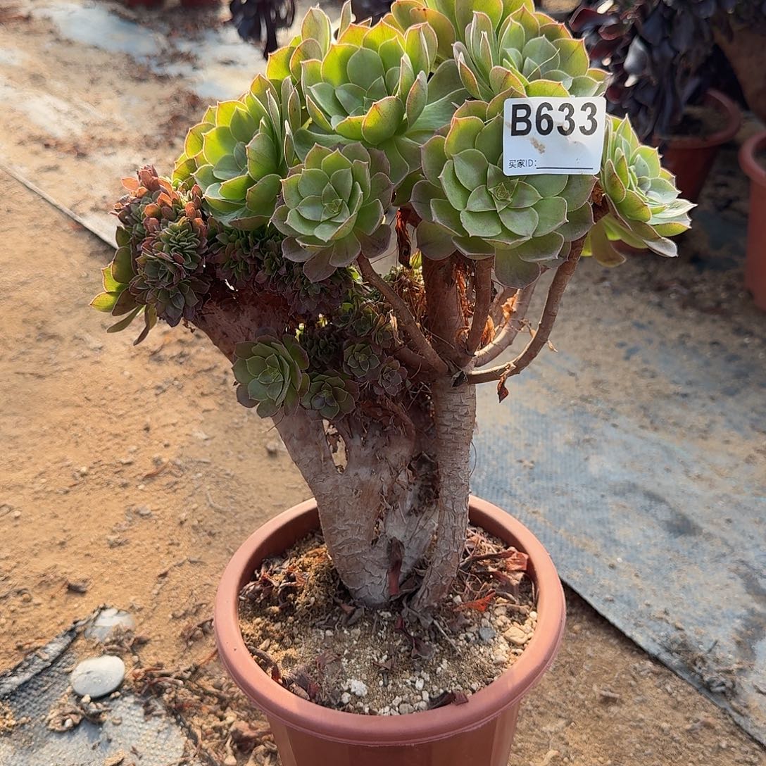 633万缀一颗满28包邮