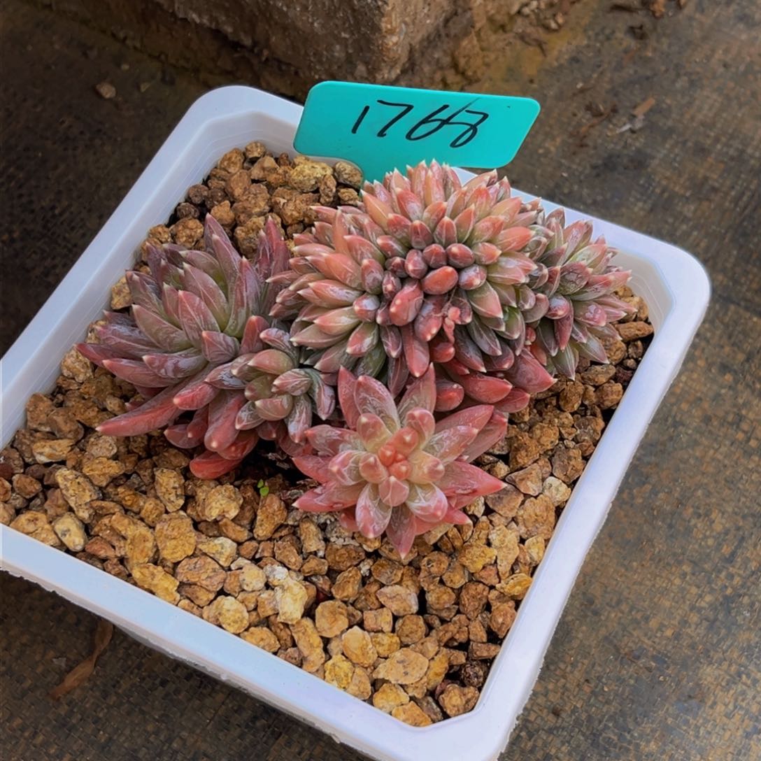 1768上午多肉植物群生