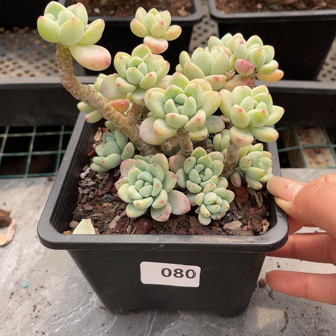 劳尔。  080。 1111111111