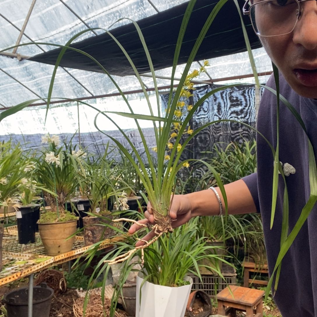 完全开放2青和素虎头兰