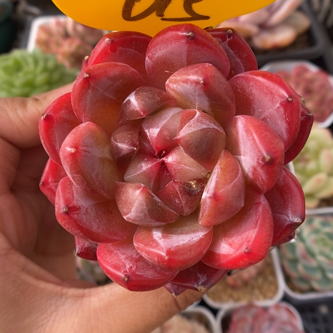 熊猫珍妮可拍615号