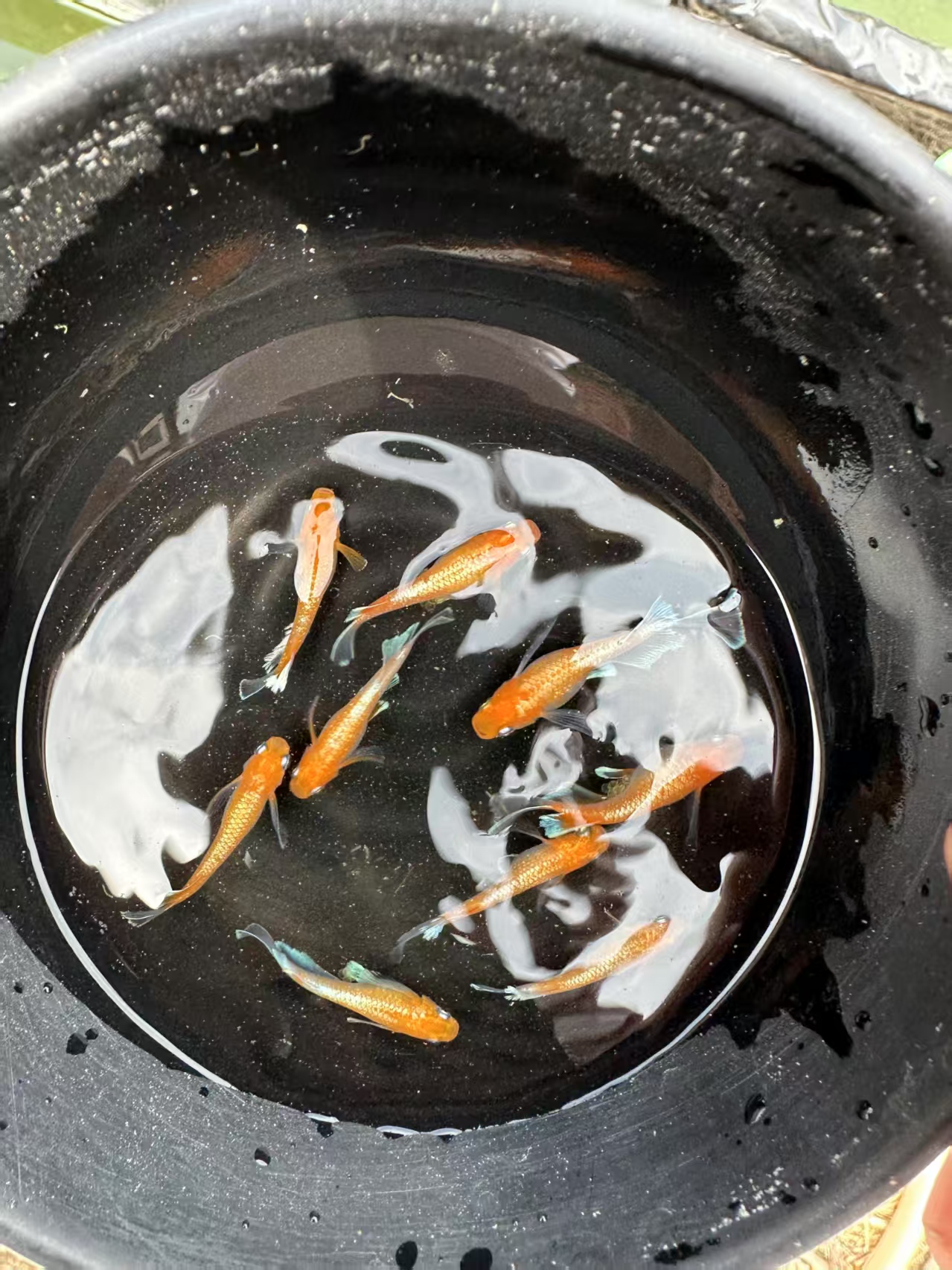 观背青鳉直播间一号链接一物一拍