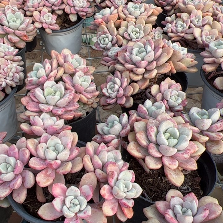 新疆包邮 花斑鹿