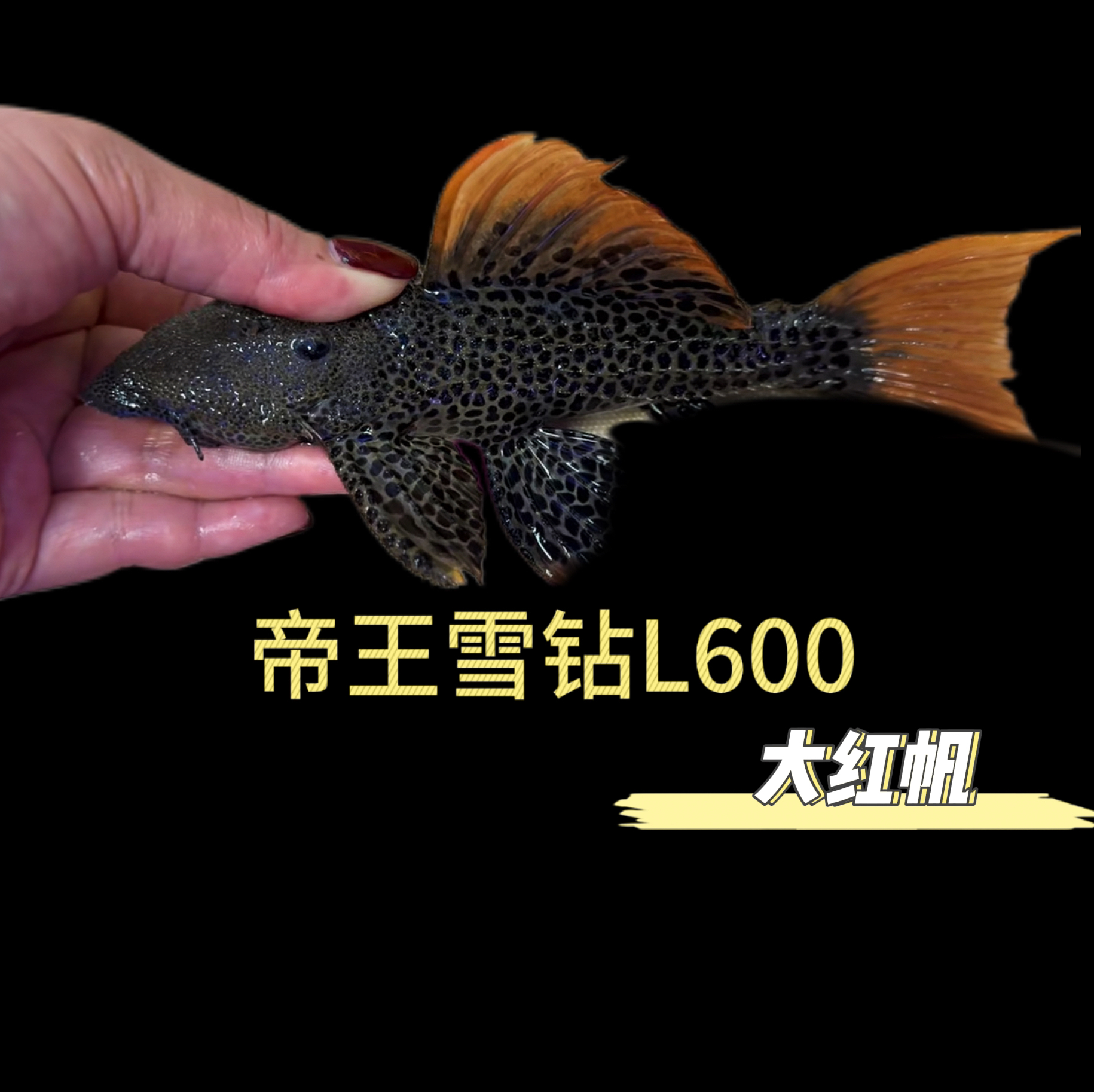 L600帝王血钻异形鱼南美稀有坦克类异型清道夫大热带观赏鱼工具鱼