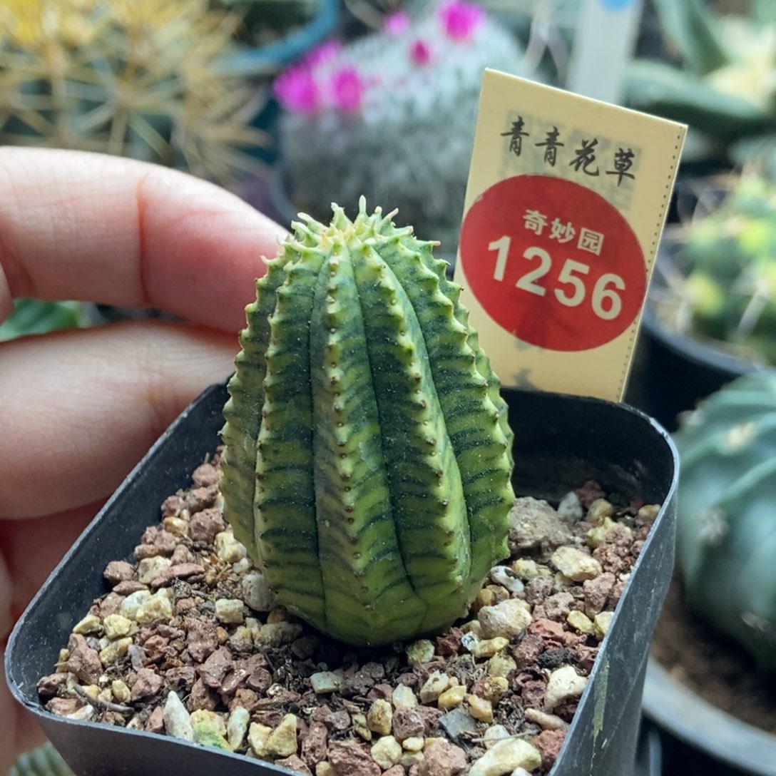 布纹球锦一颗仙人球