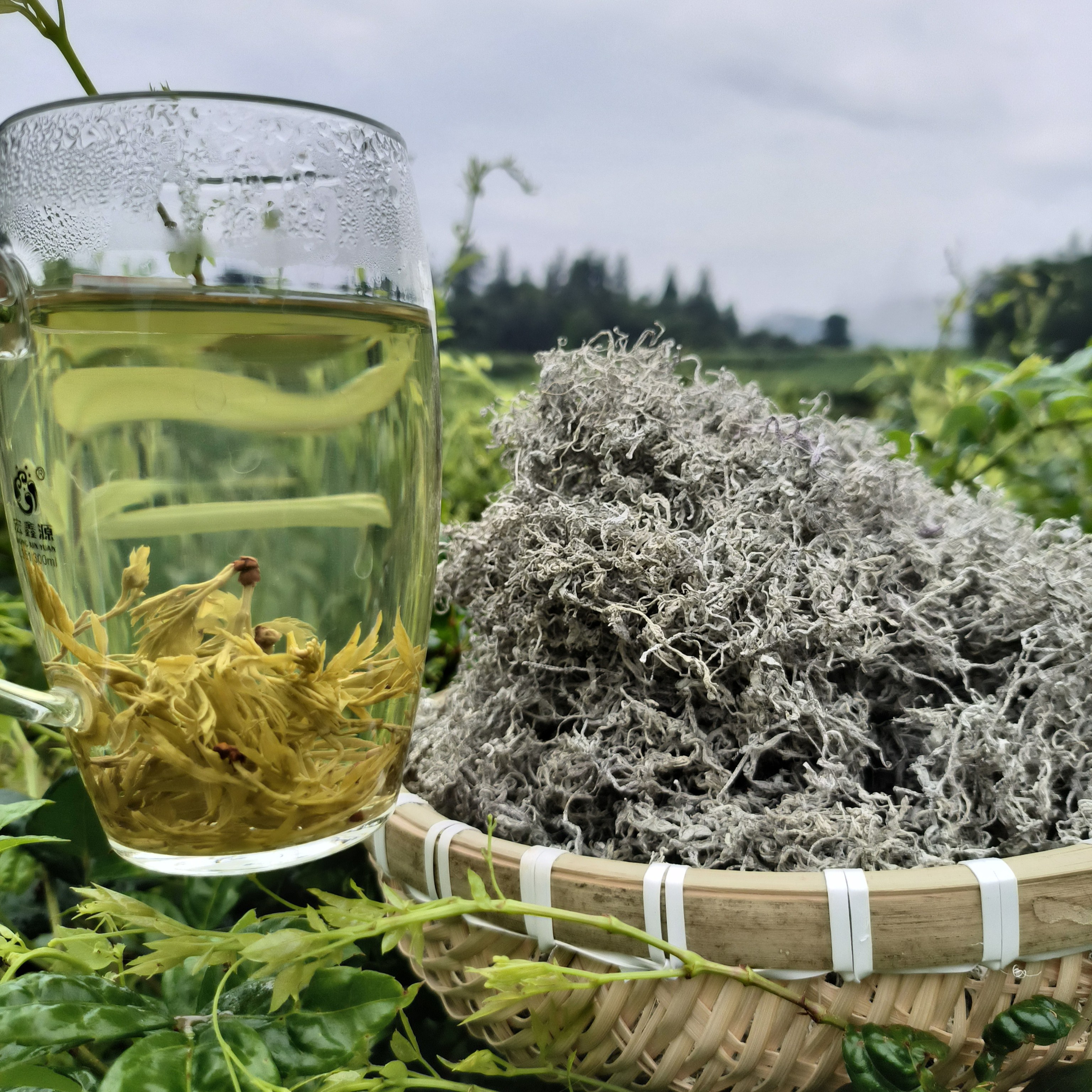 清明芽头2号）张家界高山野生莓茶藤茶春茶朵芽买1斤送50克1号