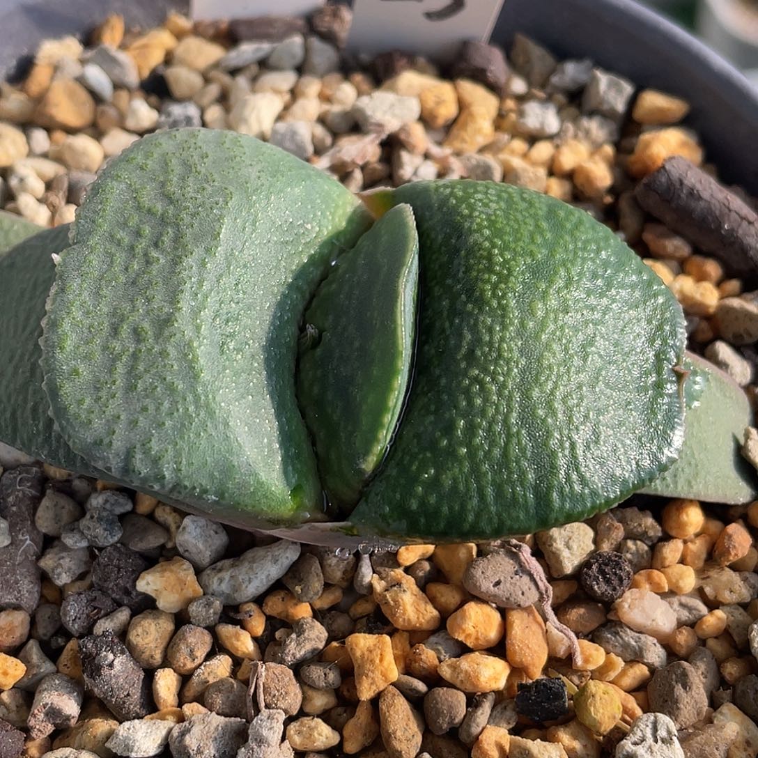 23脱土发货111111