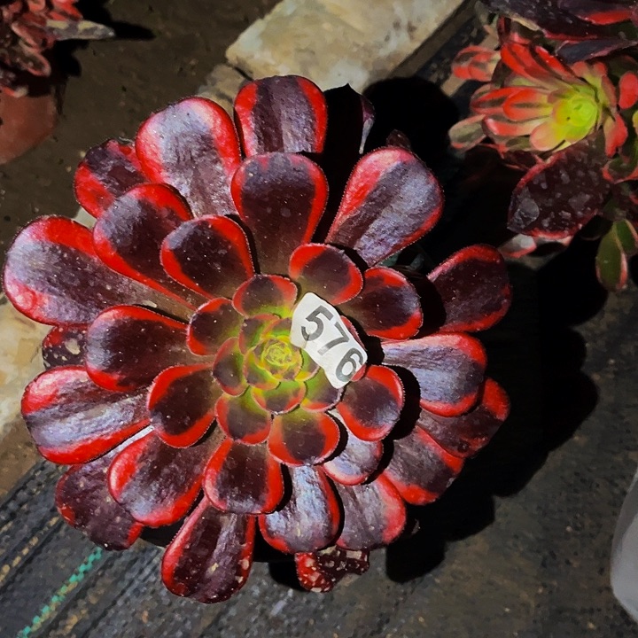 576水果糖多肉植物处理不售后