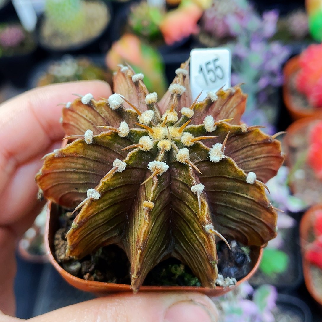 非偏远地区满25包邮仙人球