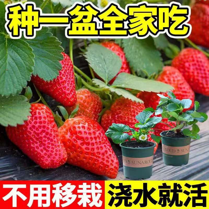 草莓苗【带花带果]红颜奶油草莓苗盆栽带盆带土阳台种植新手草莓苗