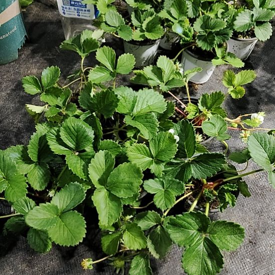 香野3个+梦之娇3个