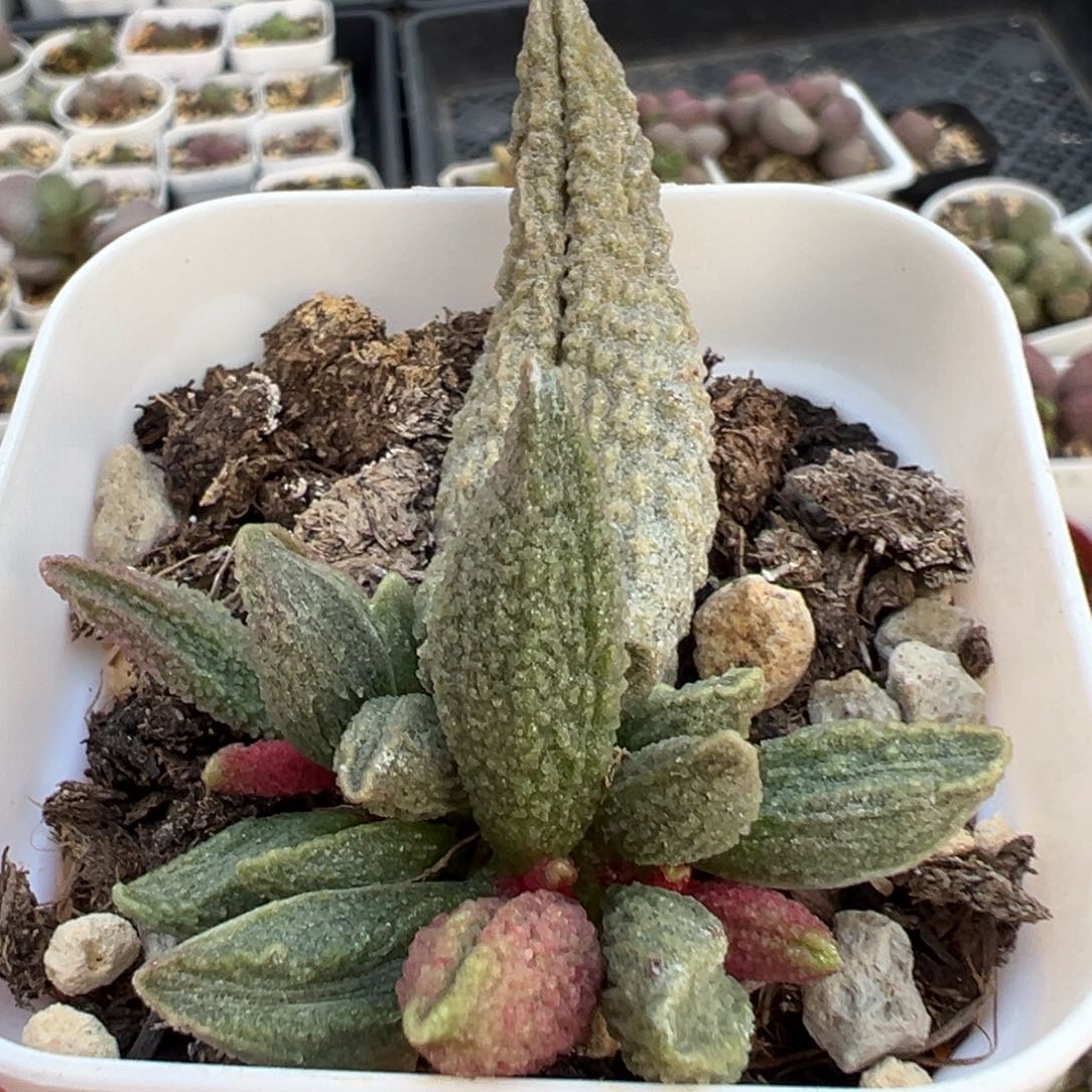 小***，蓝魔大苗多肉植物水泡