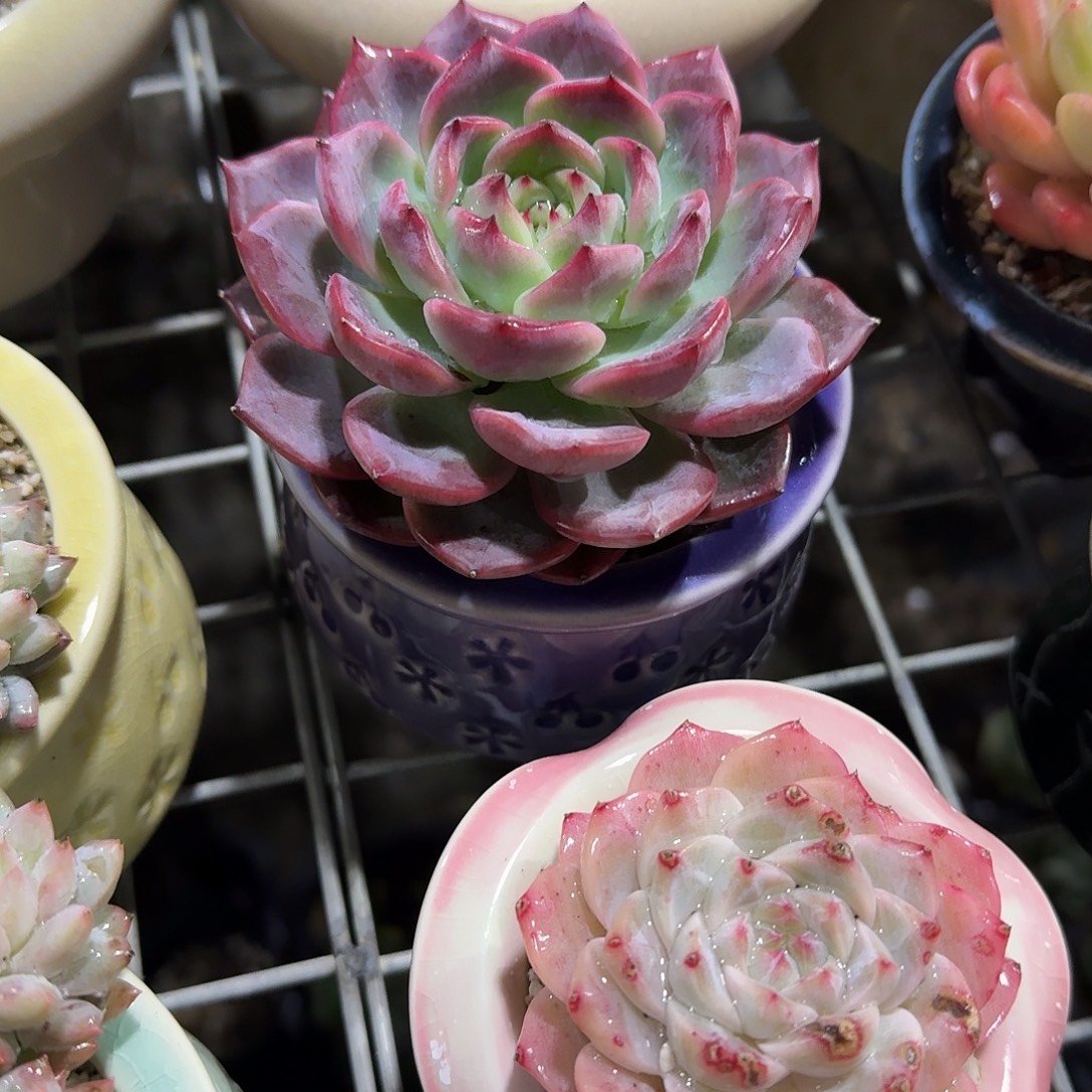 红鸾单头带盆多肉植物